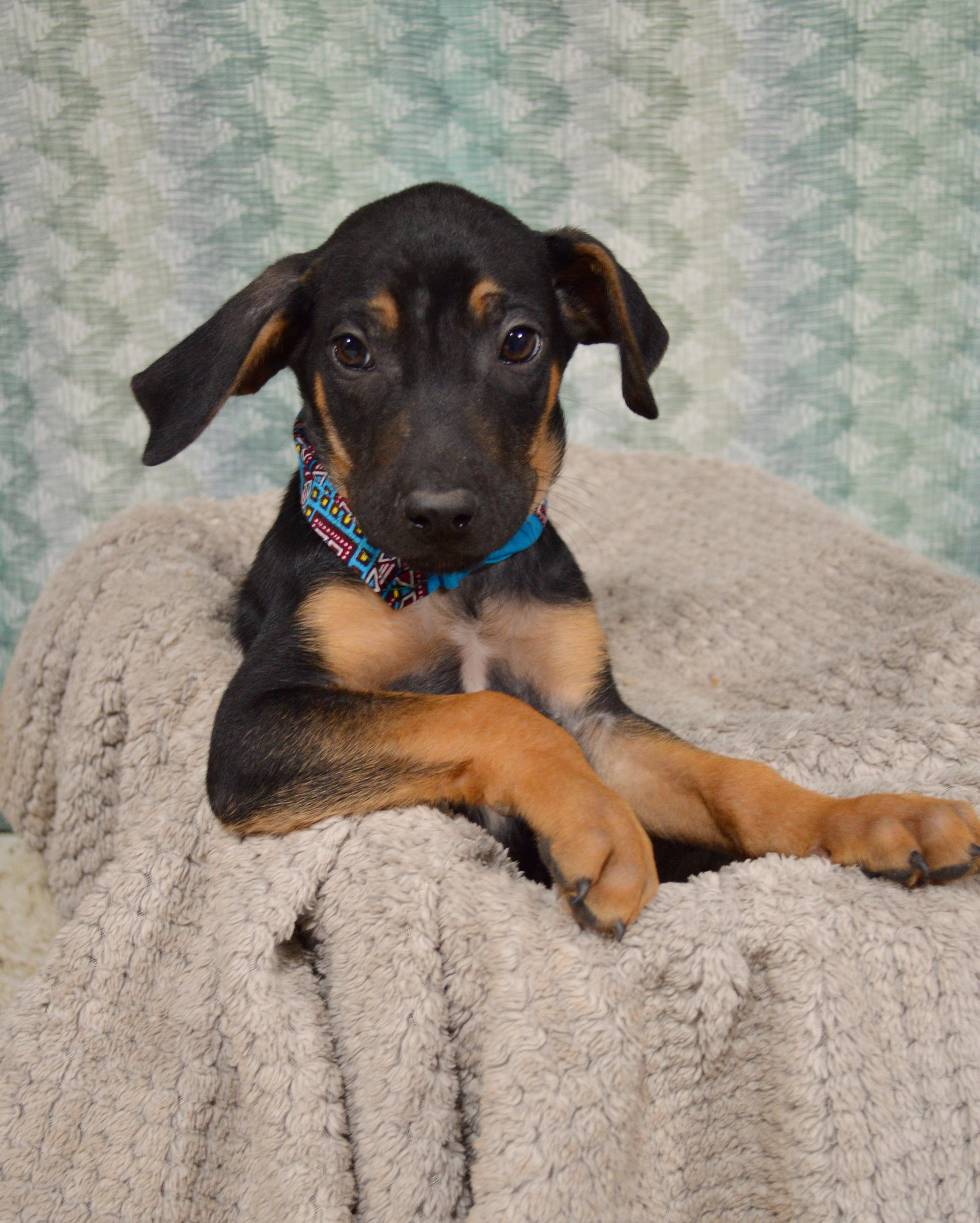 Wolverine thumbnail 4