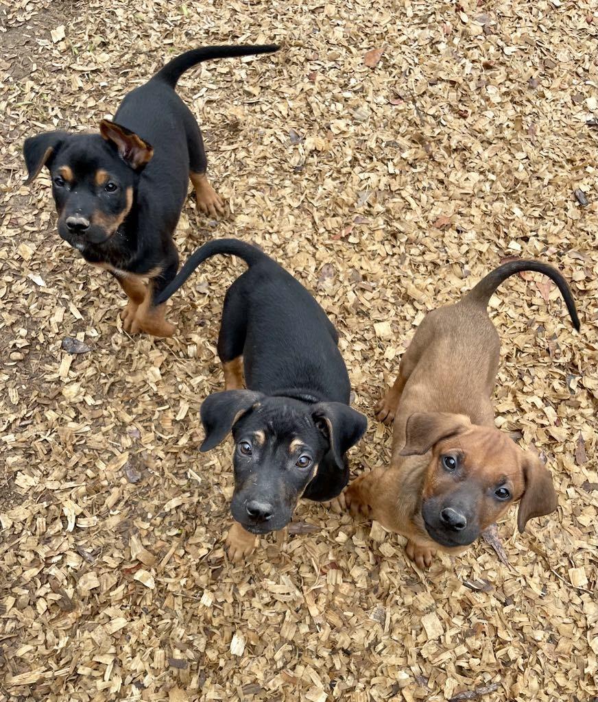 Wolverine thumbnail 5