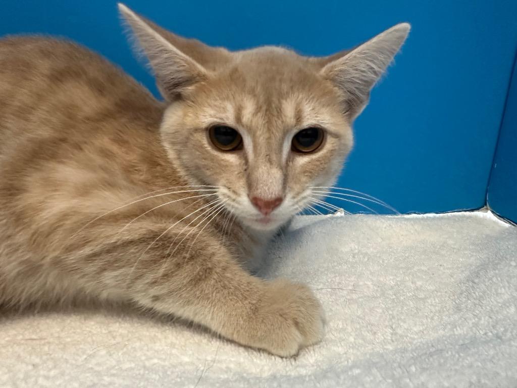 Enlarge Linguini, a Adoptable Tabby in Powell, OH image 2/2