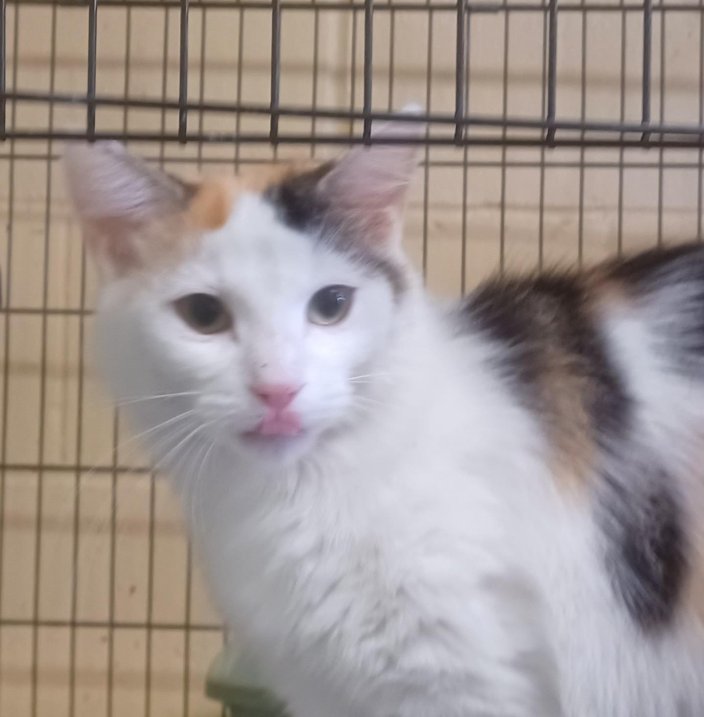 Enlarge Sapphire, an adopted mixed breed in Kensington, CT image 1/1