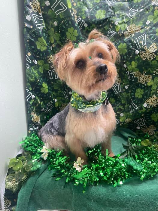 Enlarge Francine, a Adoptable Silky Terrier in Furlong, PA image 2/5