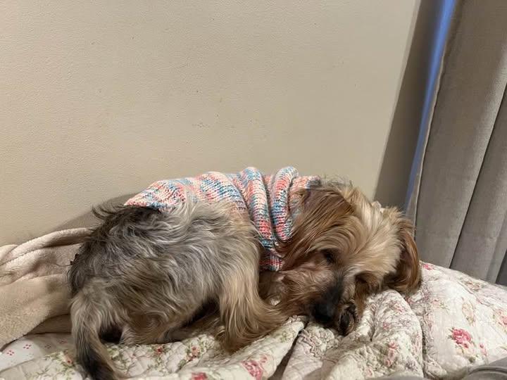 Enlarge Francine, a Adoptable Silky Terrier in Furlong, PA image 3/5