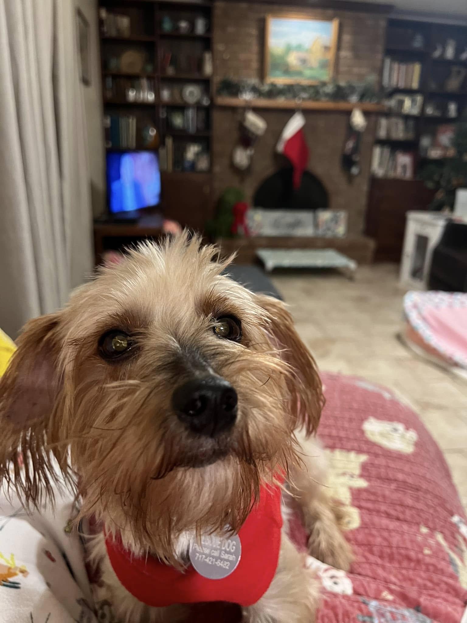 Enlarge Francine, a Adoptable Silky Terrier in Furlong, PA image 4/5