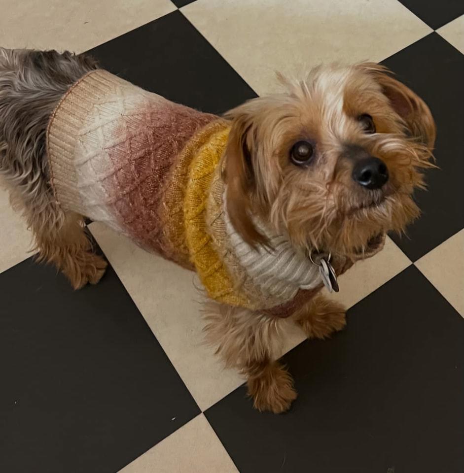 Enlarge Francine, a Adoptable Silky Terrier in Furlong, PA image 5/5