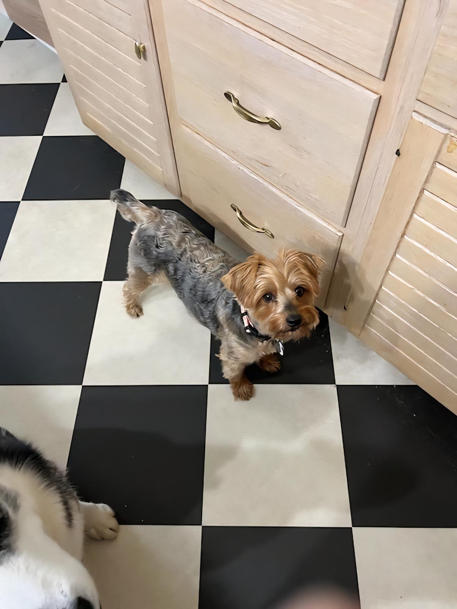 Enlarge Francine, a Adoptable Silky Terrier in Furlong, PA image 1/5