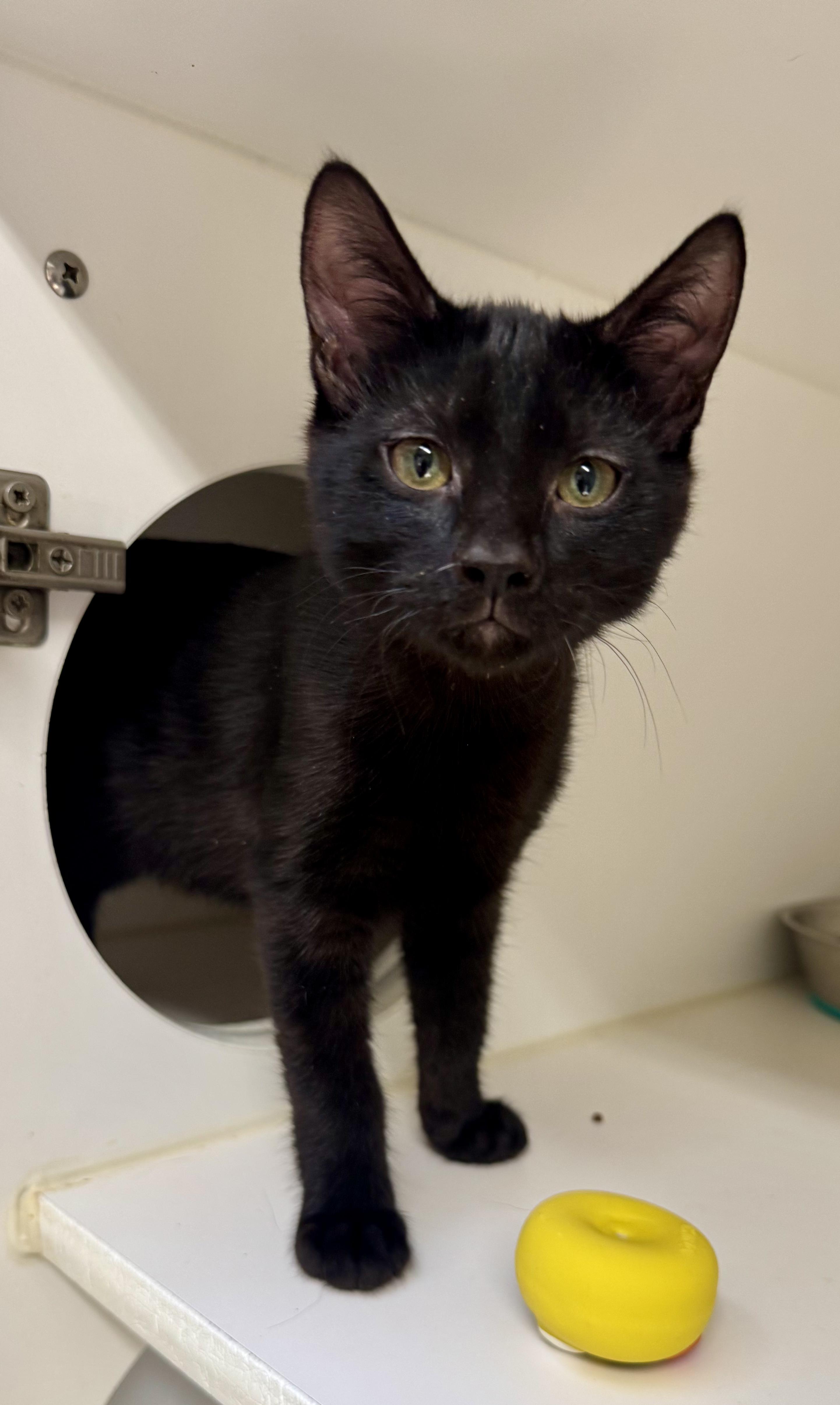 *Reade, Baby Male Domestic Medium Hair