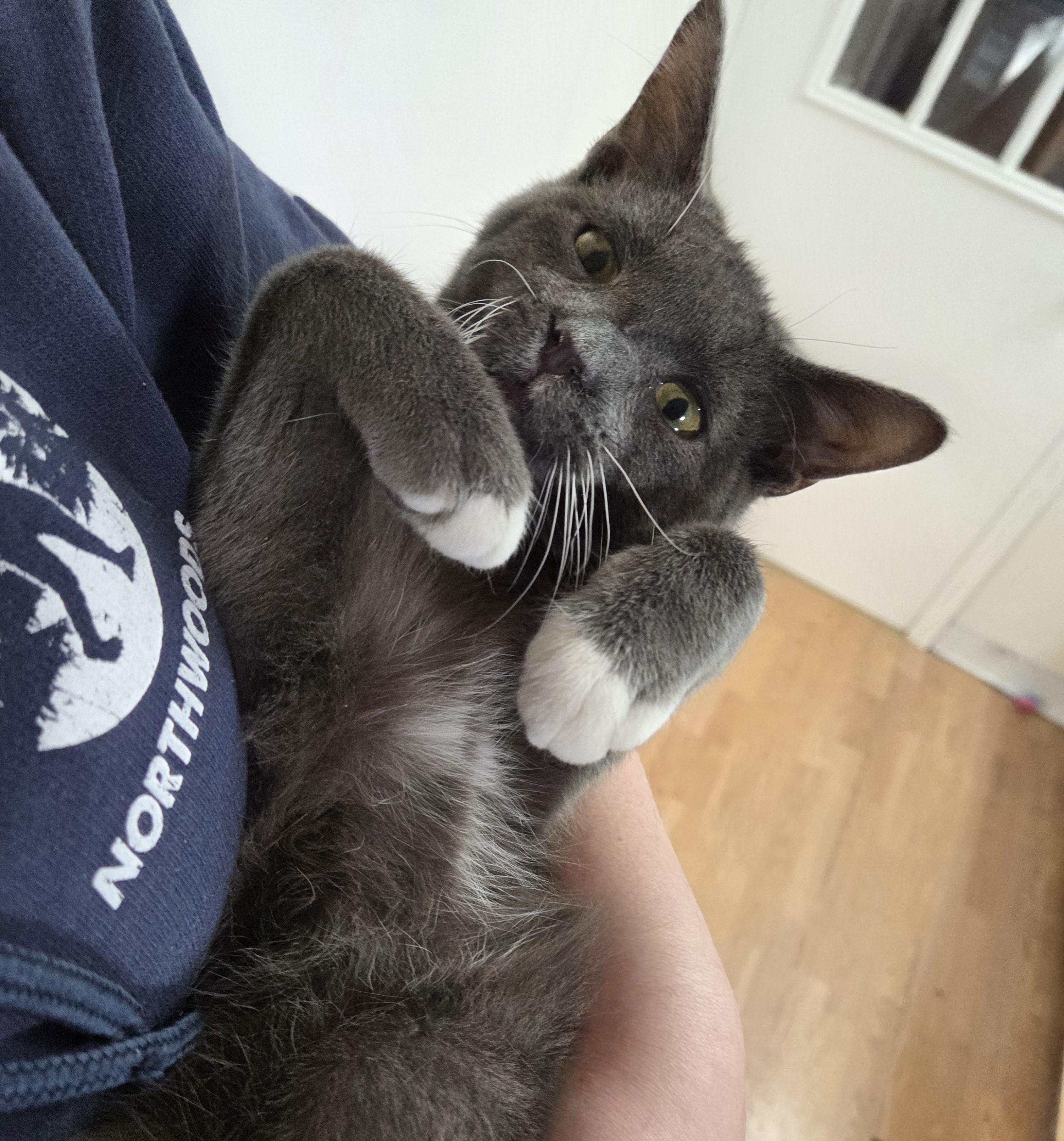 Mr McFeeley, ADOPTABLE, Young Male Domestic Short Hair.