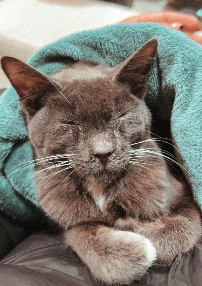 Mr McFeeley, ADOPTABLE, Young Male Domestic Short Hair.