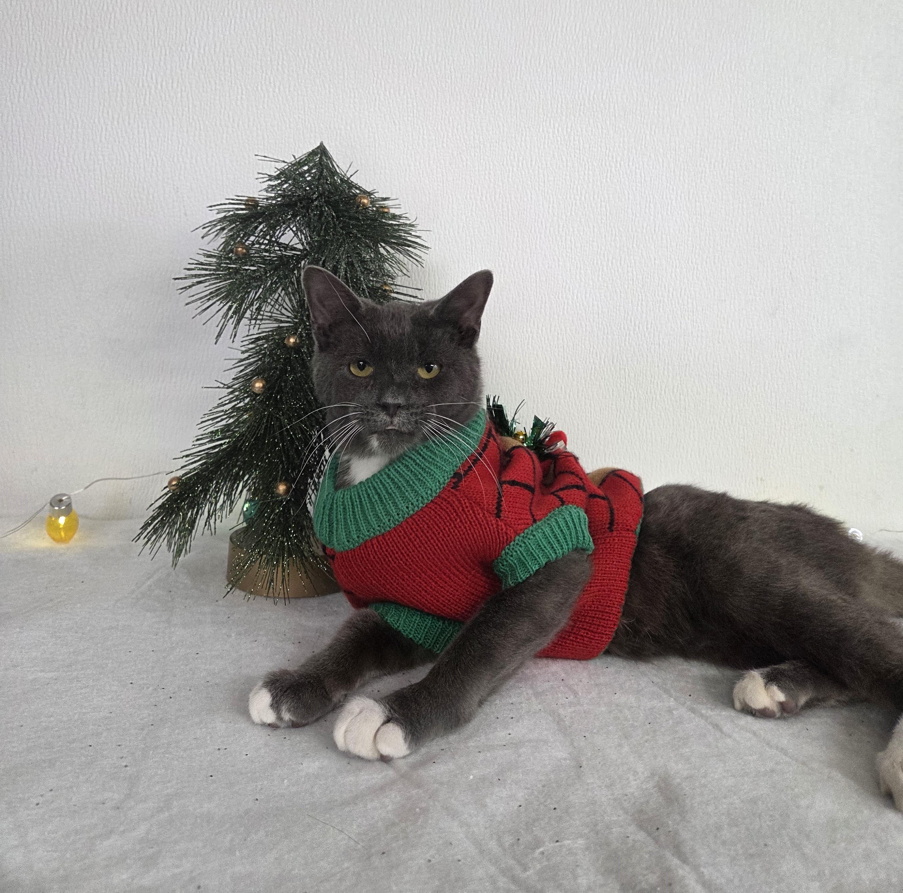 Enlarge Mr McFeeley, a ADOPTABLE mixed breed in Carsonville, MI image 3/4