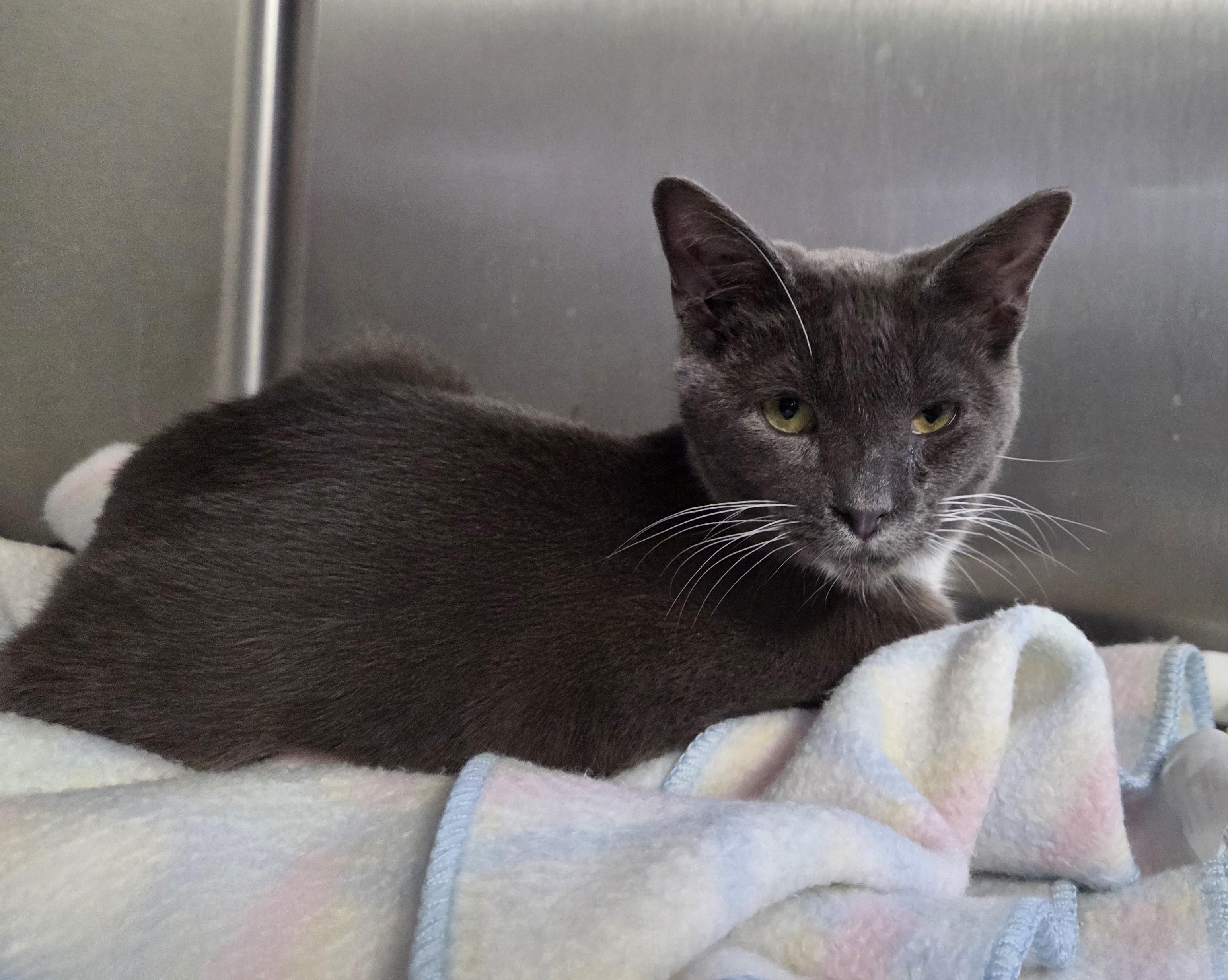 Enlarge Mr McFeeley, a ADOPTABLE mixed breed in Carsonville, MI image 4/4