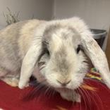 Alberta, adopted, Adult Female Holland Lop.