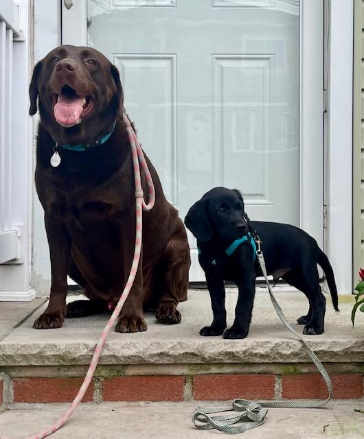 Enlarge Hutch, a Adopted Black Labrador Retriever in Far Rockaway, NY image 1/2