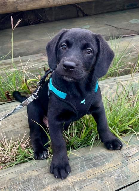Enlarge Hutch, a Adopted Black Labrador Retriever in Far Rockaway, NY image 2/2