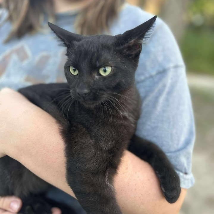 Percy *** Courtesy Post***