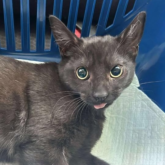 Percy *** Courtesy Post***