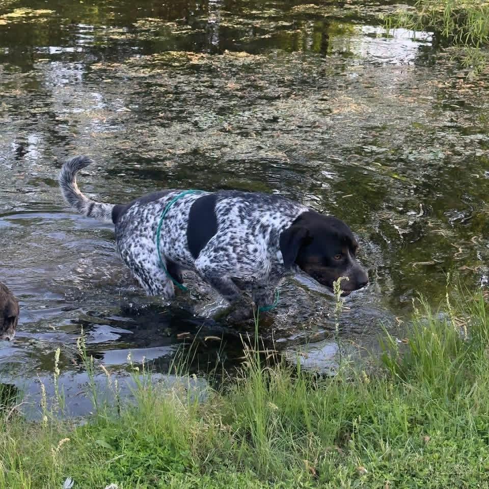 Roscoe, Adoptable, Young Male German Shorthaired Pointer.