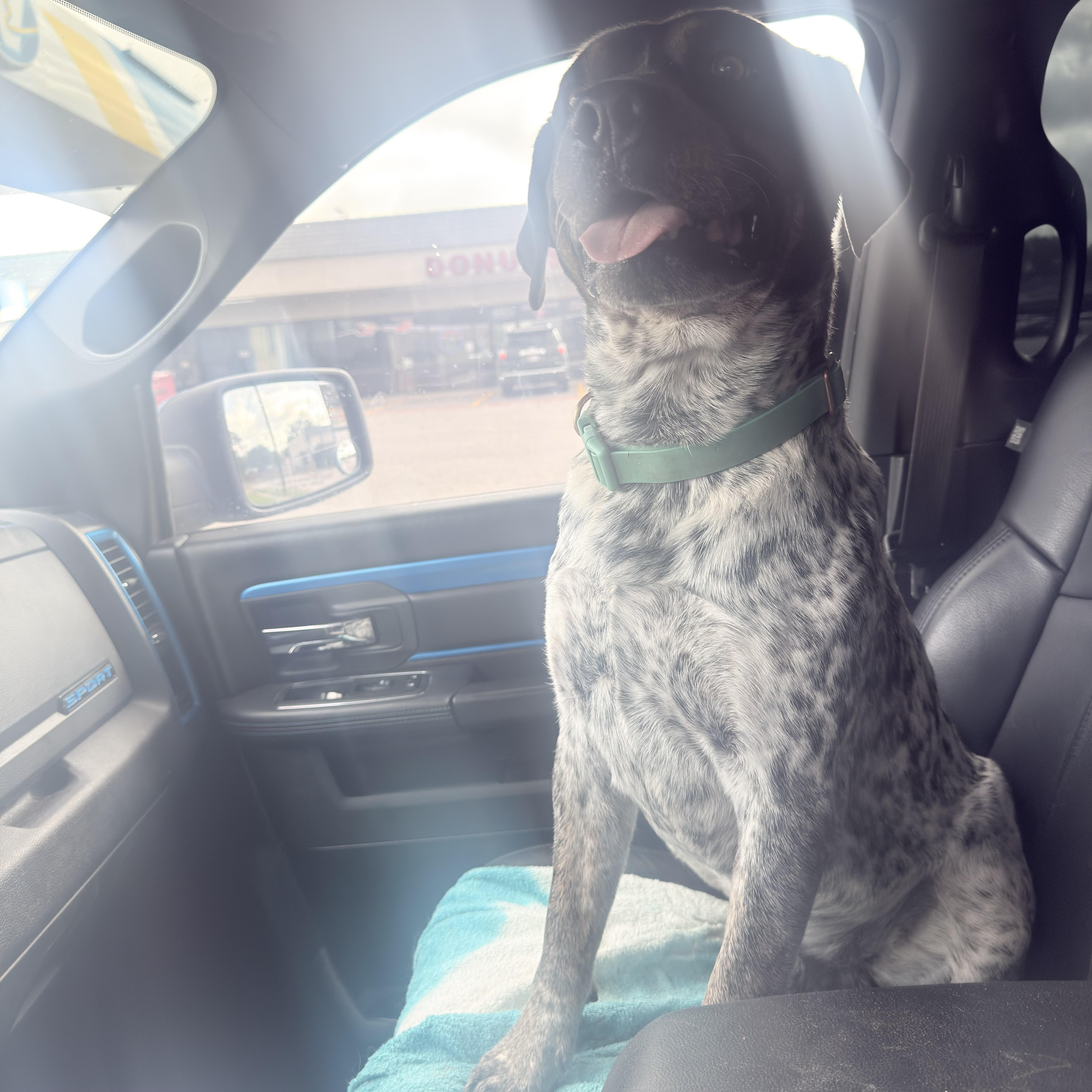 Enlarge Roscoe, a Adoptable mixed breed in Hudson, WI image 2/2