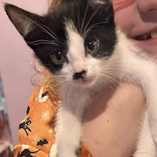 Enlarge Charlotte, a Adoptable Domestic Short Hair in Verona, NJ image 2/5