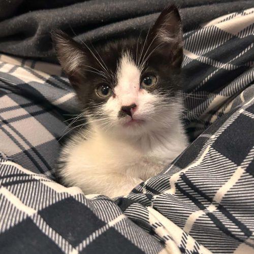 Enlarge Charlotte, a Adoptable Domestic Short Hair in Verona, NJ image 4/5