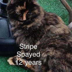 Enlarge Stripes(bonded w/Squeaks), a Adoptable Maine Coon in Herndon, VA image 1/1