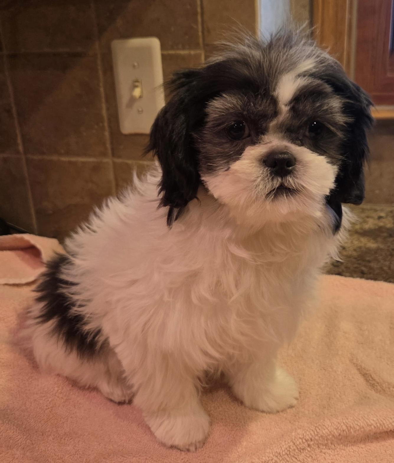 Enlarge Astro, an adopted Shih Tzu in Overland Park, KS image 4/4