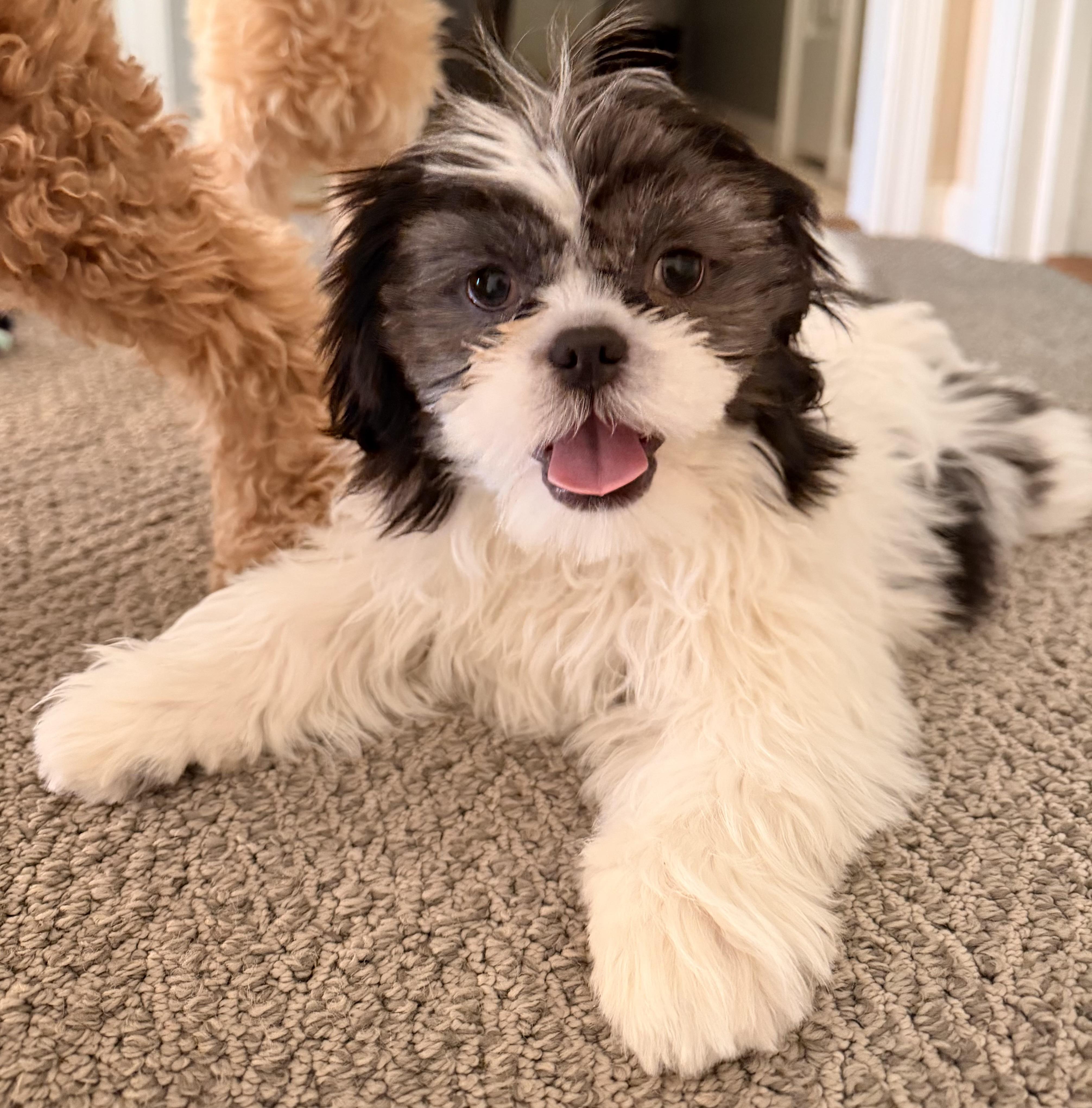 Astro, adopted, Puppy Male Shih Tzu.