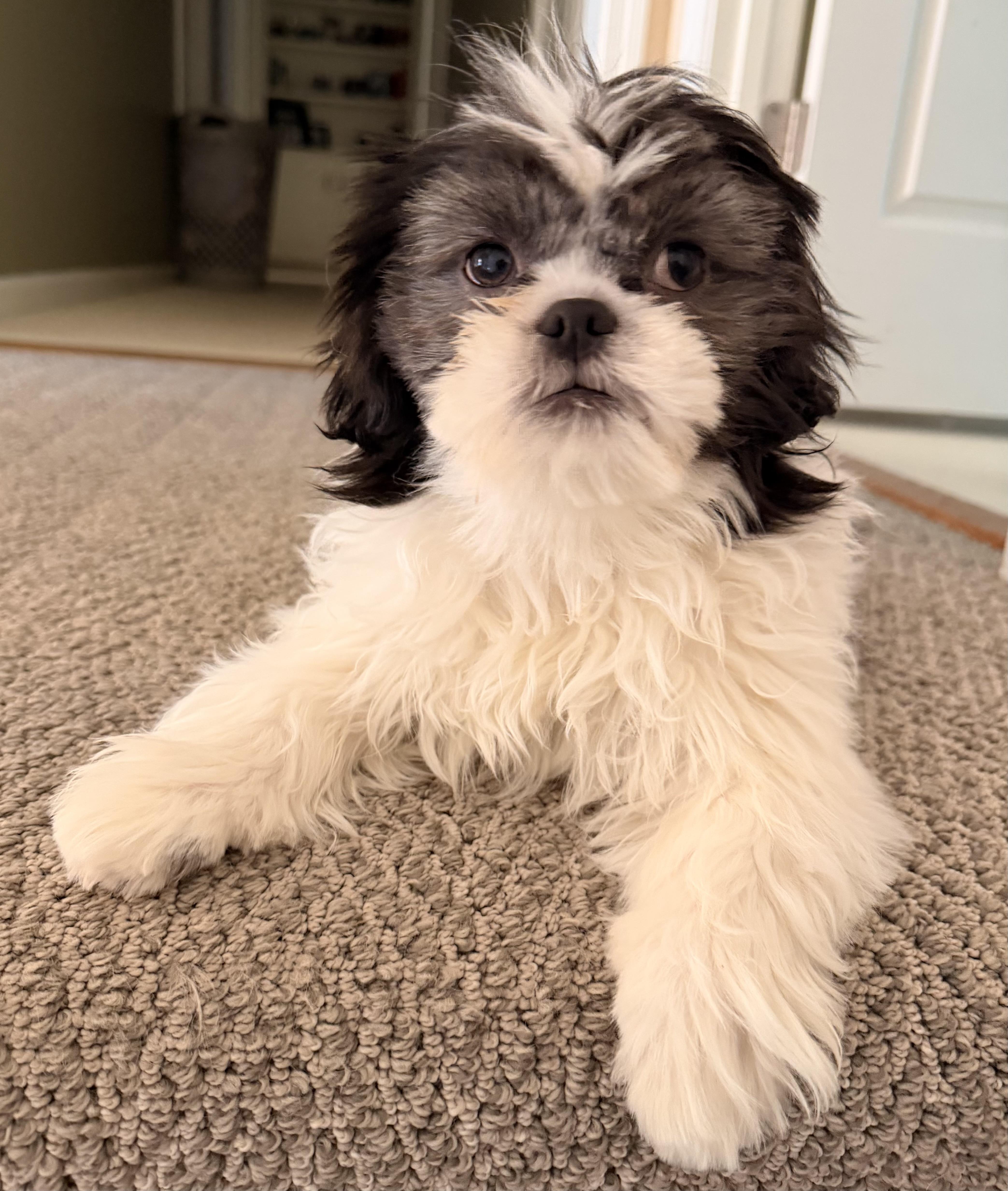 Enlarge Astro, an adopted Shih Tzu in Overland Park, KS image 2/4