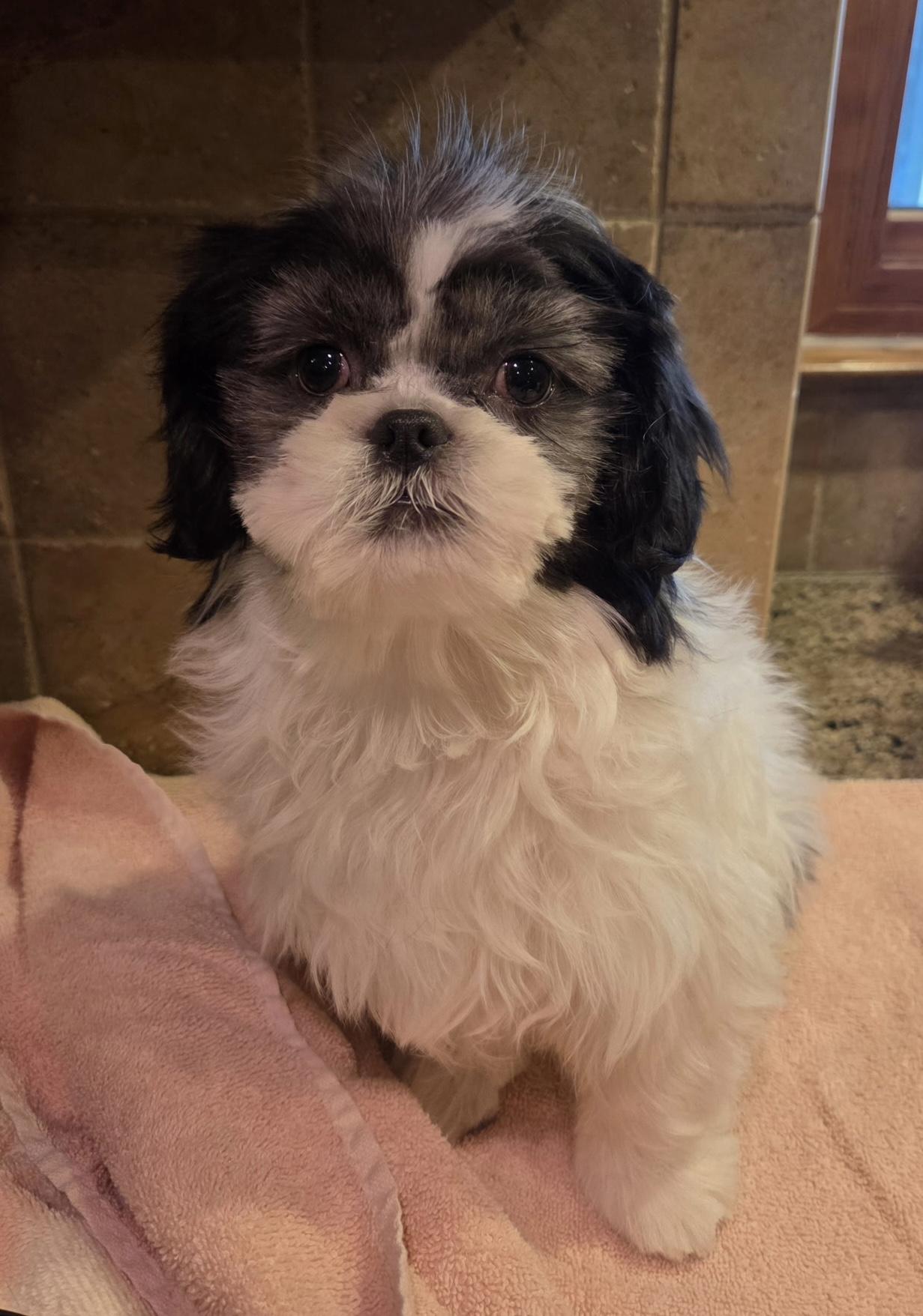 Enlarge Astro, an adopted Shih Tzu in Overland Park, KS image 3/4