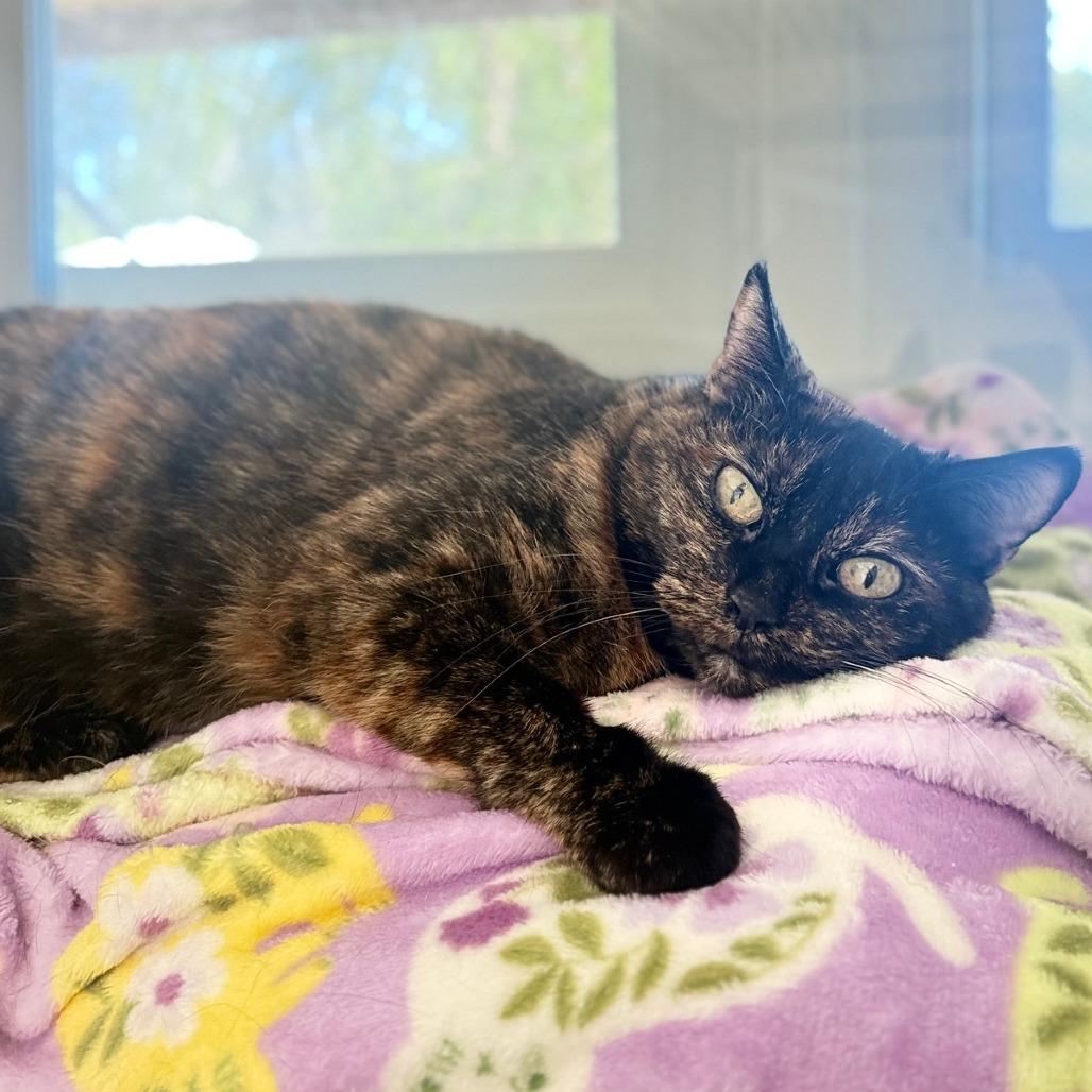 Kahlua, Adoptable, Senior Female Domestic Medium Hair.