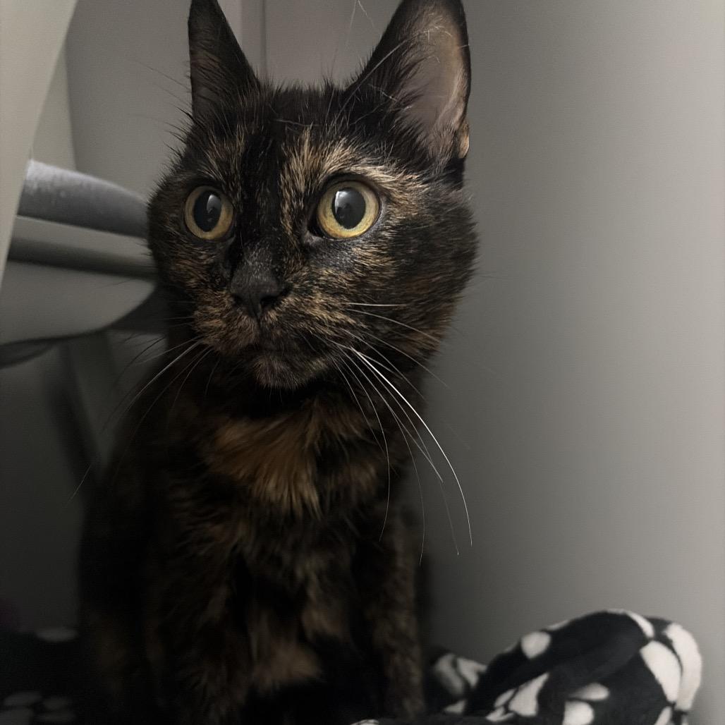 Enlarge Kahlua, a Adoptable Domestic Medium Hair in Ojai, CA image 2/2