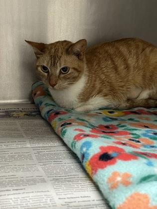 Enlarge Apricot, a Adoptable mixed breed in Louisburg, NC image 1/1