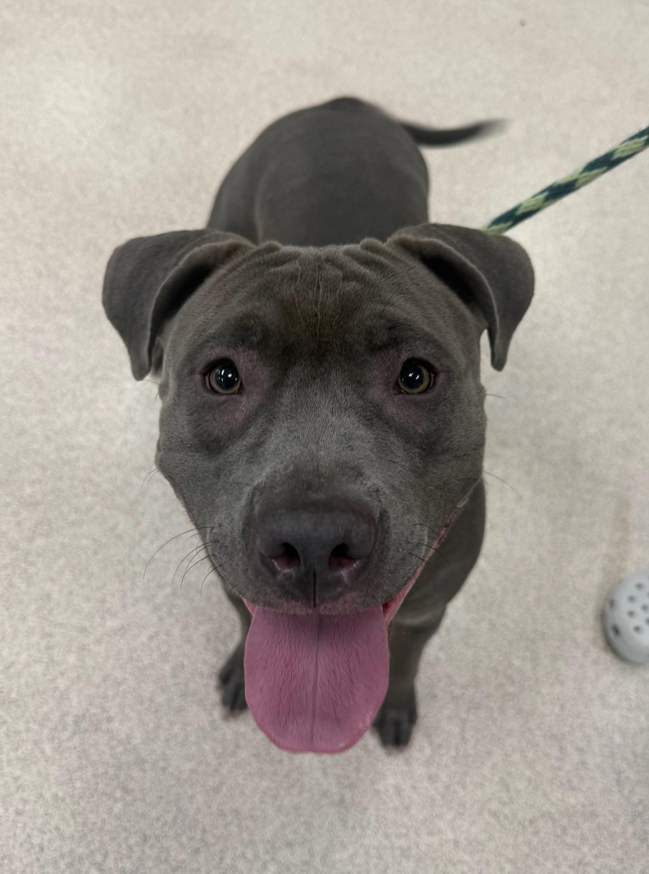 Bella, ADOPTABLE, Adult Female Pit Bull Terrier.