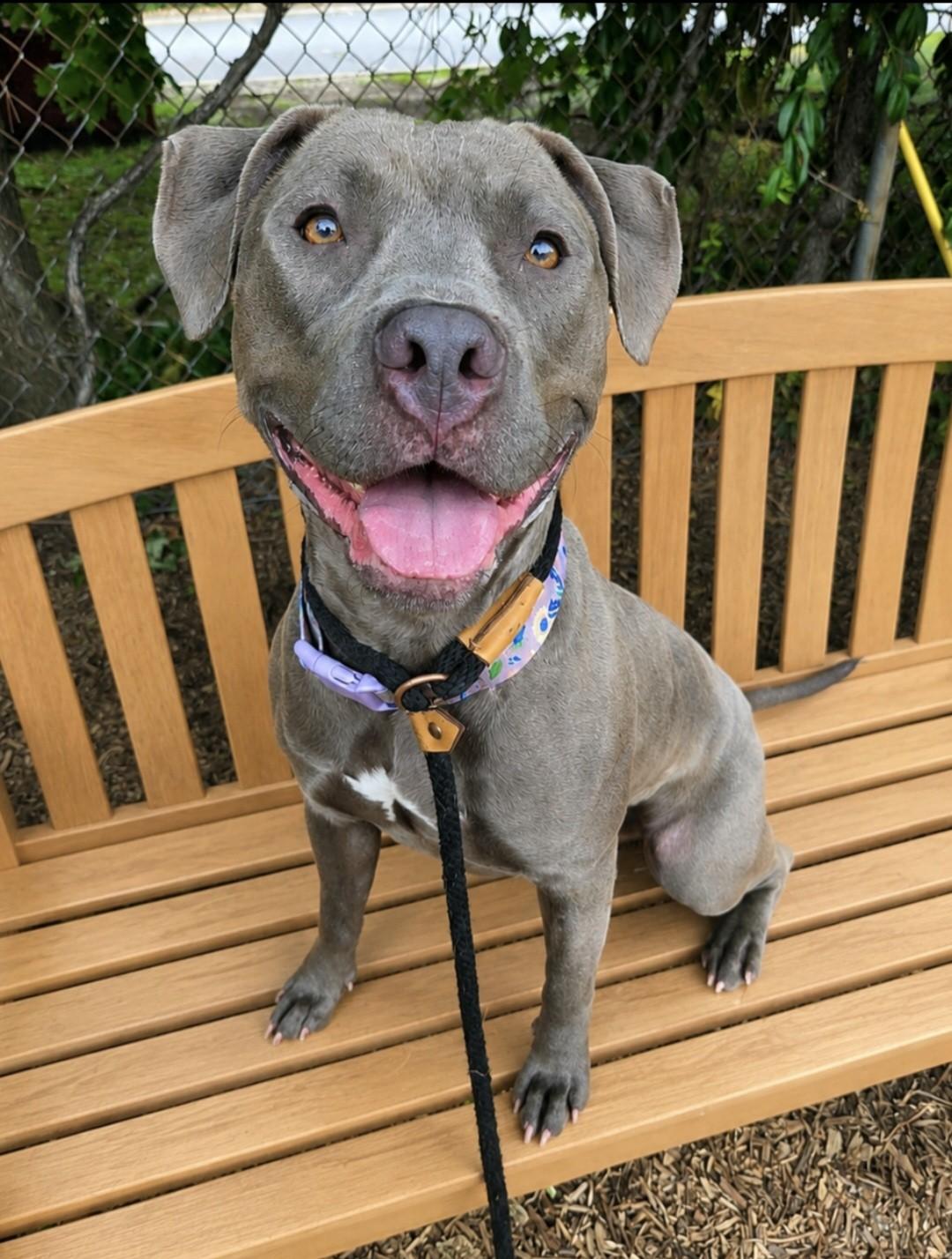 Bella, a ADOPTABLE Pit Bull Terrier in Teterboro, NJ image 1/4