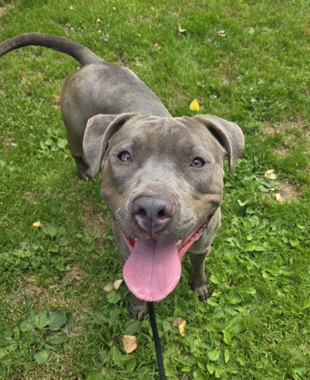 Bella, a ADOPTABLE Pit Bull Terrier in Teterboro, NJ image 3/4
