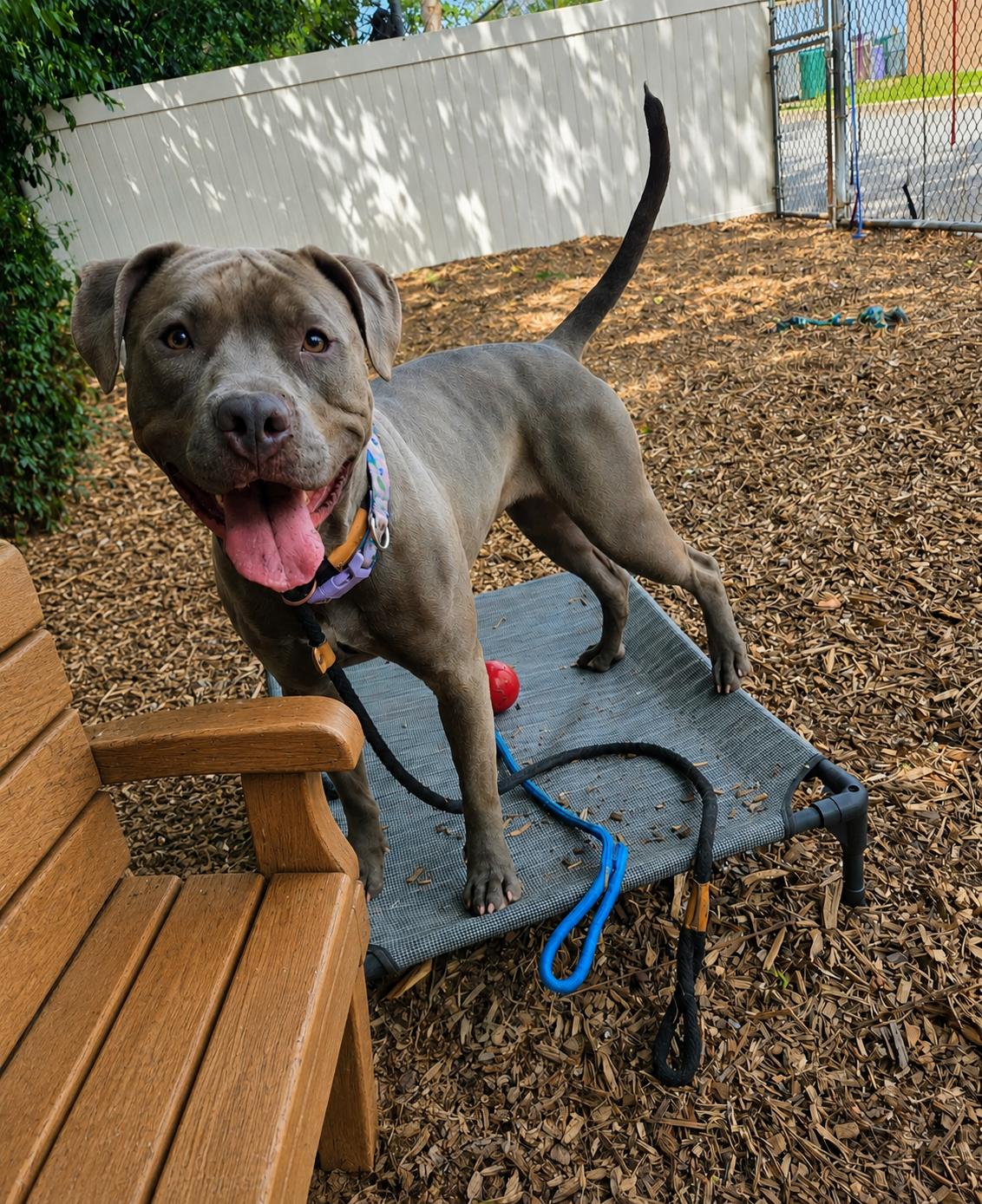 Bella, a ADOPTABLE Pit Bull Terrier in Teterboro, NJ image 2/4