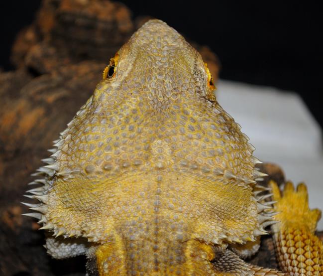 Enlarge Growlithe, a Adoptable Bearded Dragon in Concord, ON image 3/5