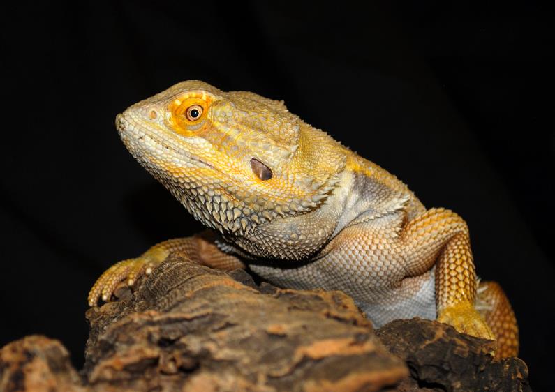 Enlarge Growlithe, a Adoptable Bearded Dragon in Concord, ON image 1/5