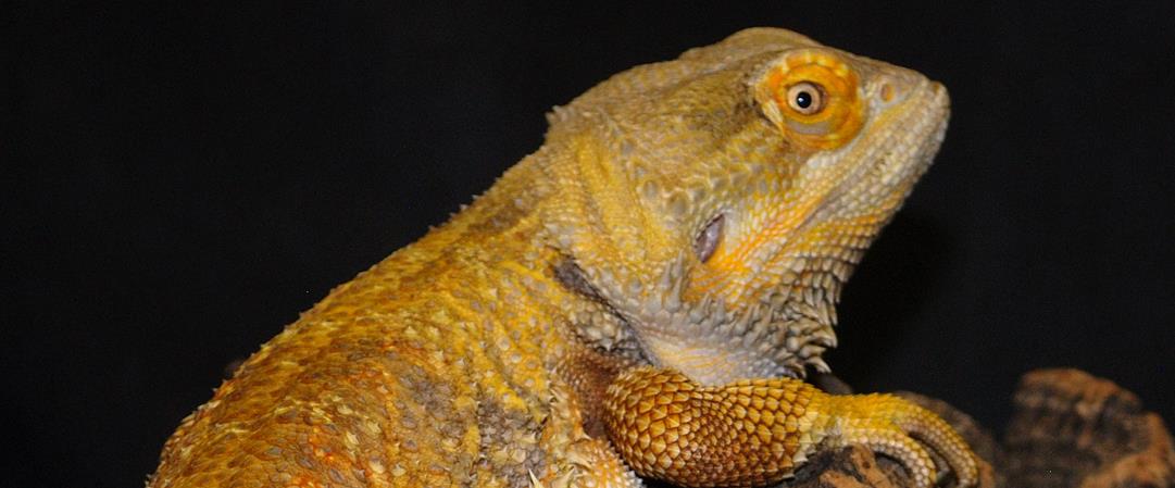 Enlarge Growlithe, a Adoptable Bearded Dragon in Concord, ON image 5/5