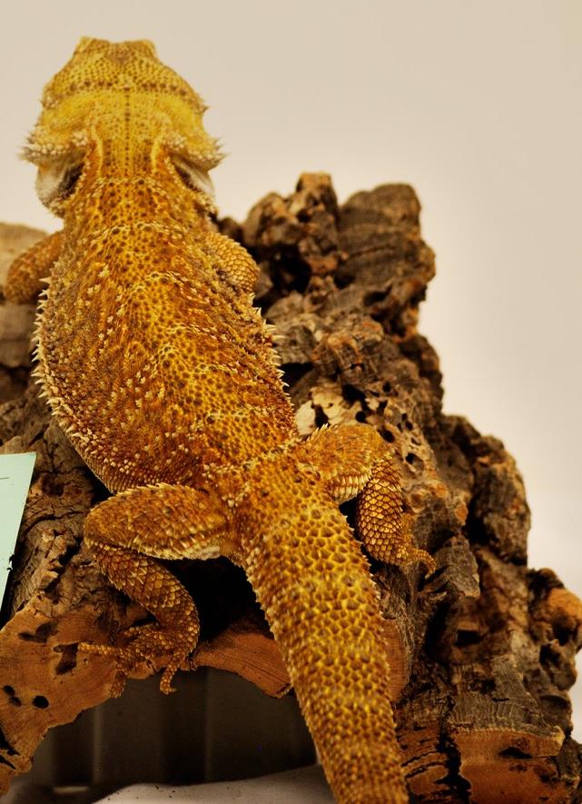Enlarge Growlithe, a Adoptable Bearded Dragon in Concord, ON image 2/5