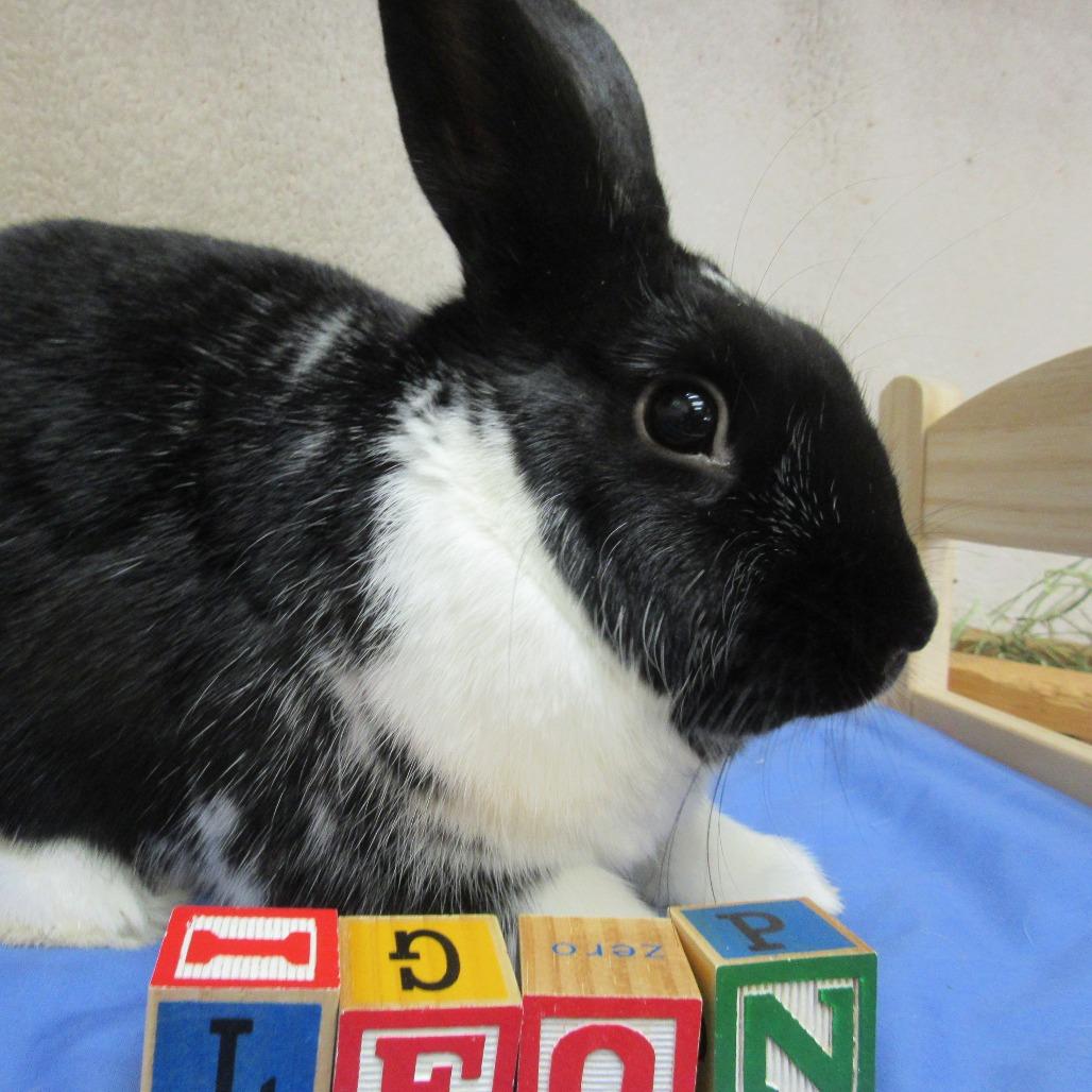 Enlarge Leon, a Adoptable mixed breed in Newport, PA image 1/5