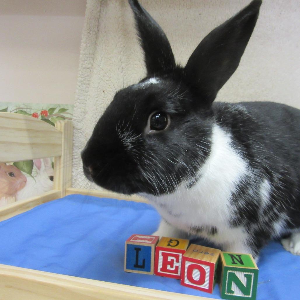 Enlarge Leon, a Adoptable mixed breed in Newport, PA image 2/5