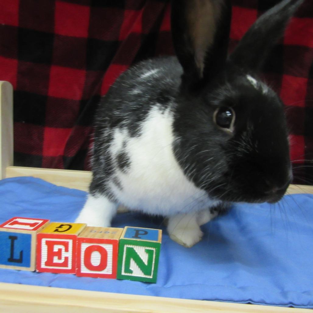 Enlarge Leon, a Adoptable mixed breed in Newport, PA image 3/5