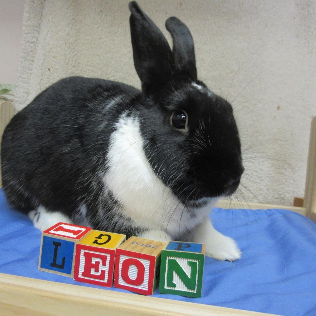 Enlarge Leon, a Adoptable mixed breed in Newport, PA image 4/5