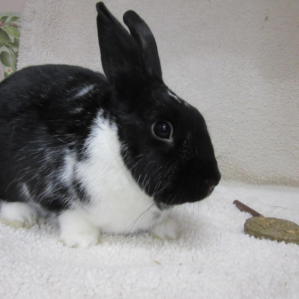 Enlarge Leon, a Adoptable mixed breed in Newport, PA image 5/5