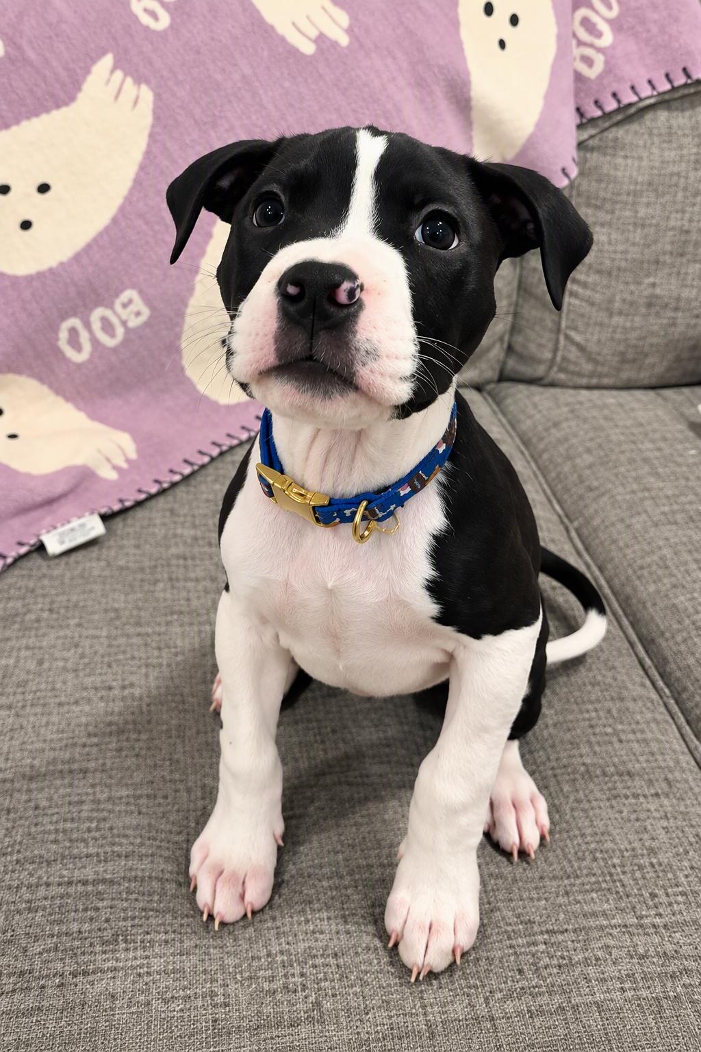 Salem, Adoptable, Puppy Male Pit Bull Terrier.