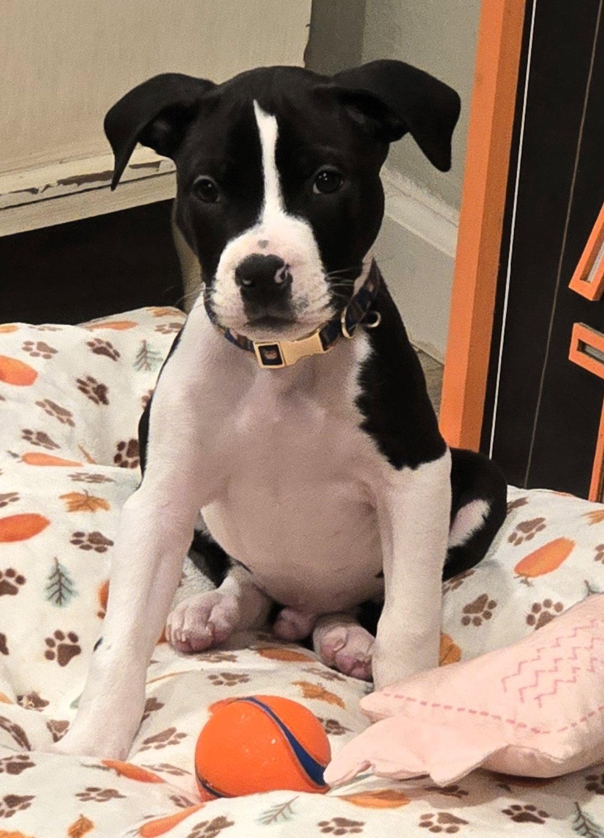 Enlarge Salem, a Adoptable Pit Bull Terrier in Framingham, MA image 2/3
