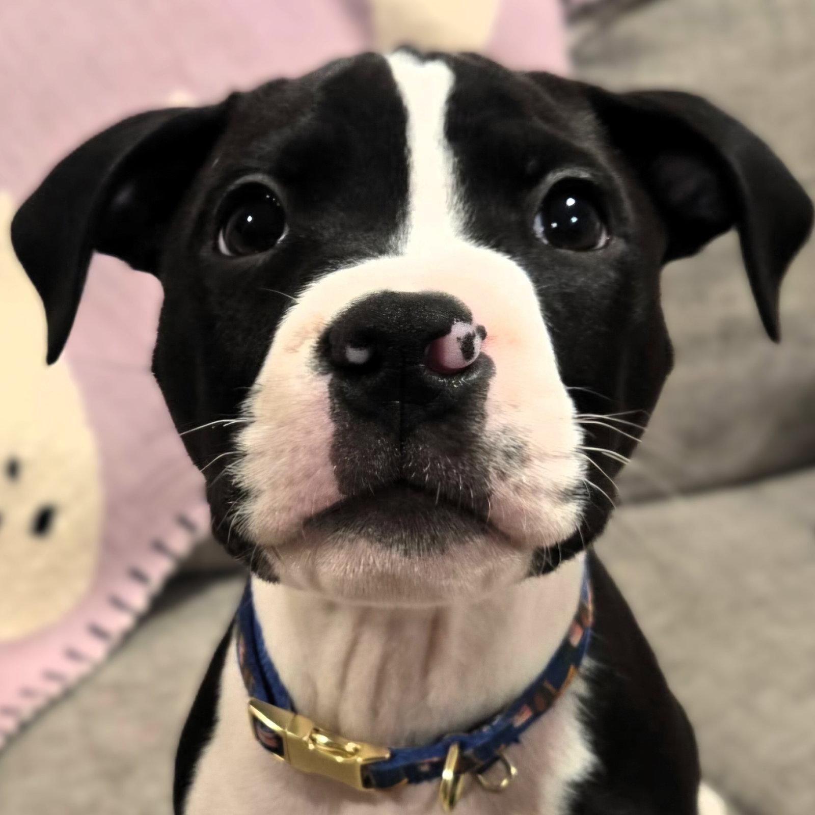 Enlarge Salem, a Adoptable Pit Bull Terrier in Framingham, MA image 3/3