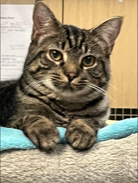 Enlarge Wendy, a Adoptable Domestic Short Hair in Huntley, IL image 1/1