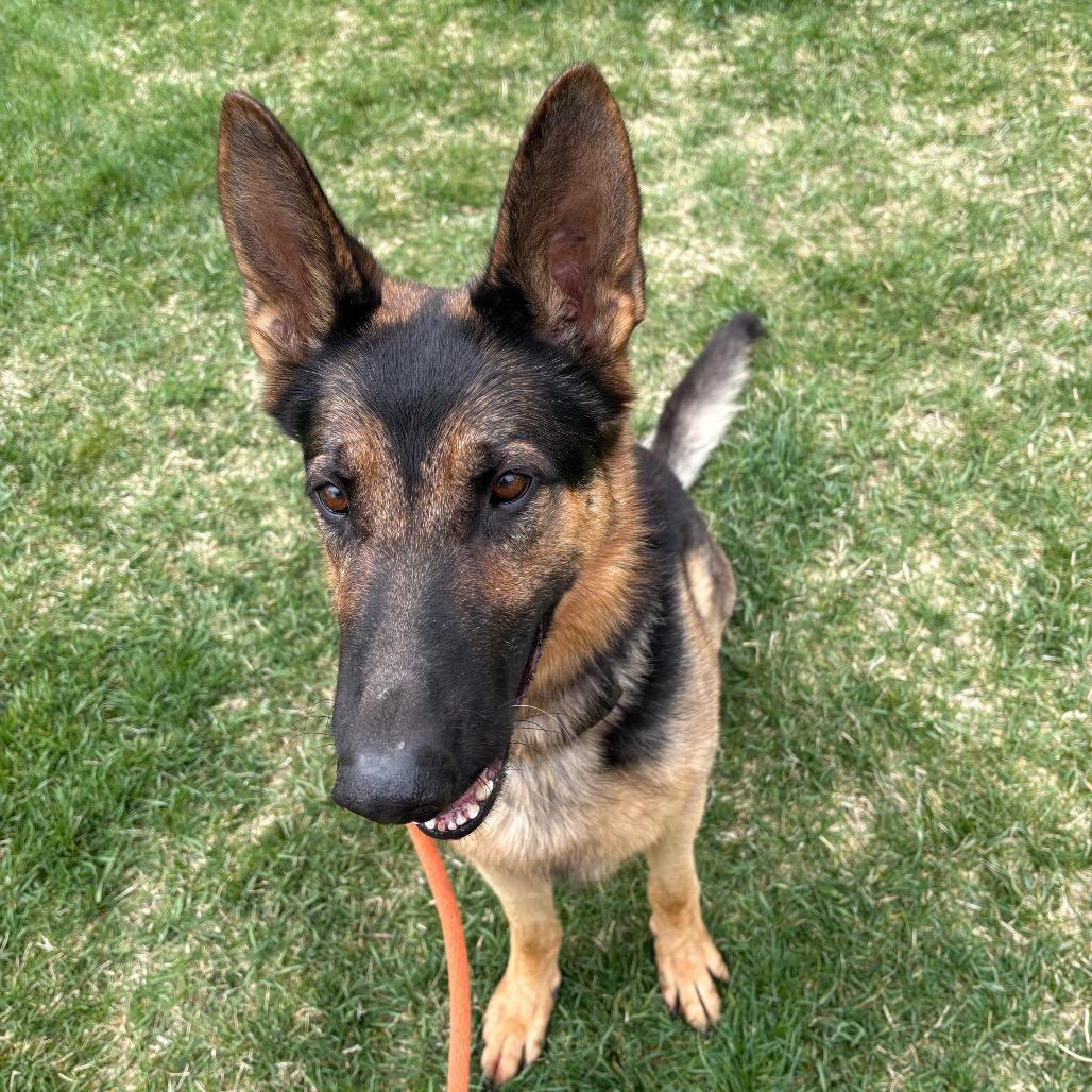 Enlarge Malesh, a Adoptable mixed breed in Spokane, WA image 2/6