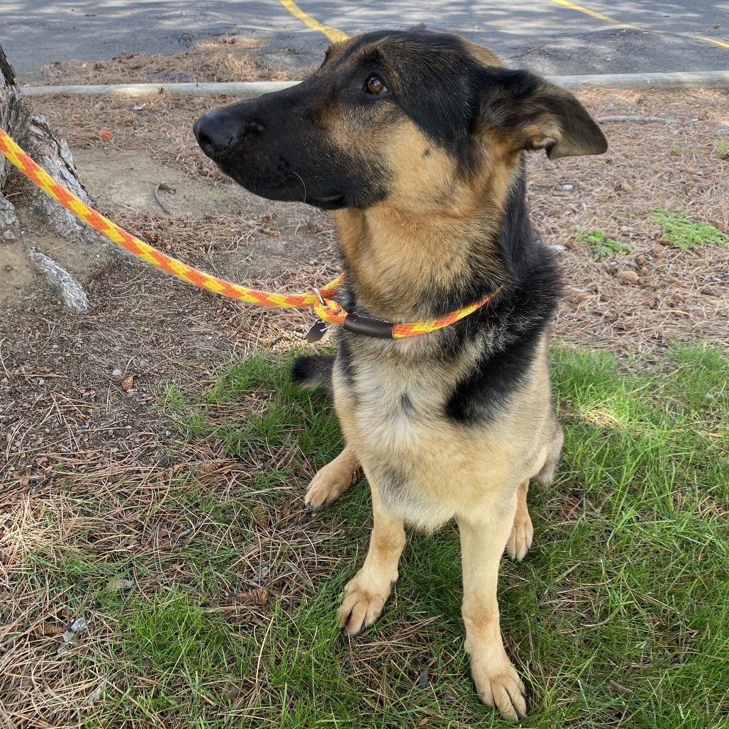 Enlarge Malesh, a Adoptable mixed breed in Spokane, WA image 3/6